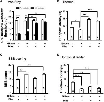 Timed sulfonylurea modulation improves locomotor and sensory dysfunction following spinal cord injury
